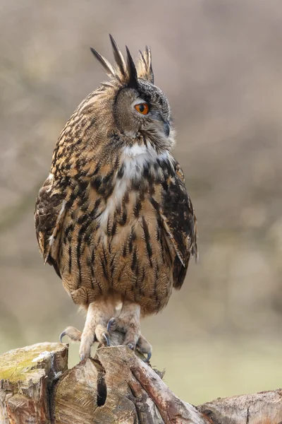 Sasbagoly (Bubo bubo)) — Stock Fotó