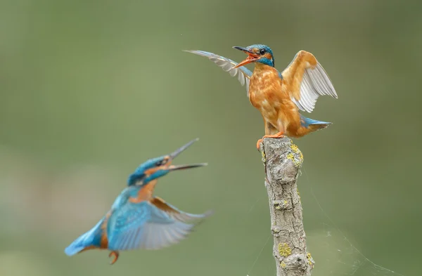 Arga Kingfisher på en kvist — Stockfoto