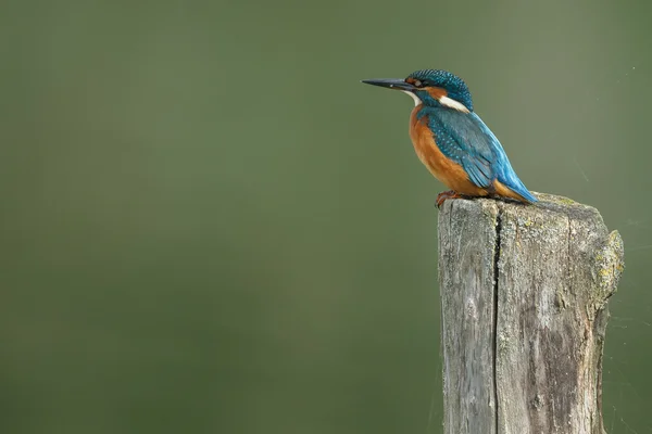 Vacker kungsfiskare fågel — Stockfoto