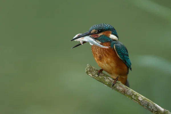 Magnifique oiseau Kingfisher — Photo