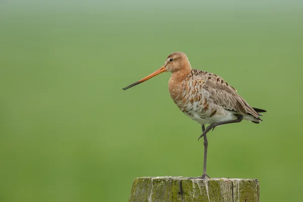 The common snipe  on a pole — Stock Photo, Image