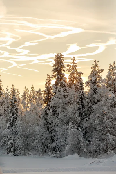 雪覆盖的树木在拉普兰 — 图库照片