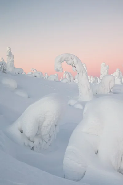 雪覆盖的树木在拉普兰 — 图库照片