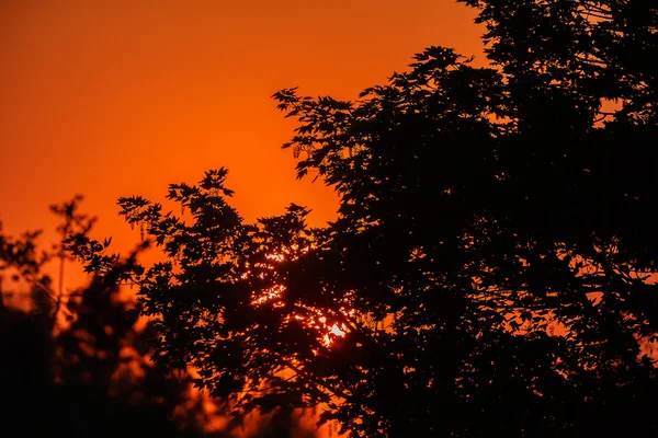 橘黄色的夕阳，在树的上方 — 图库照片