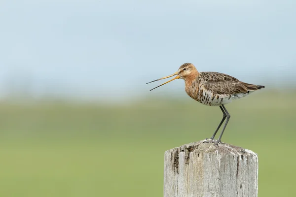 Black Tail Godwit — Fotografia de Stock