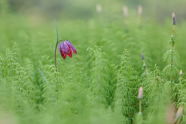 Snake\'s Head Fritillary