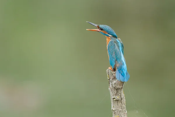 Krásný pták Ledňáček — Stock fotografie