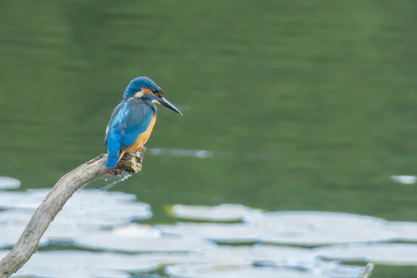 Красивая птица Kingfisher — стоковое фото