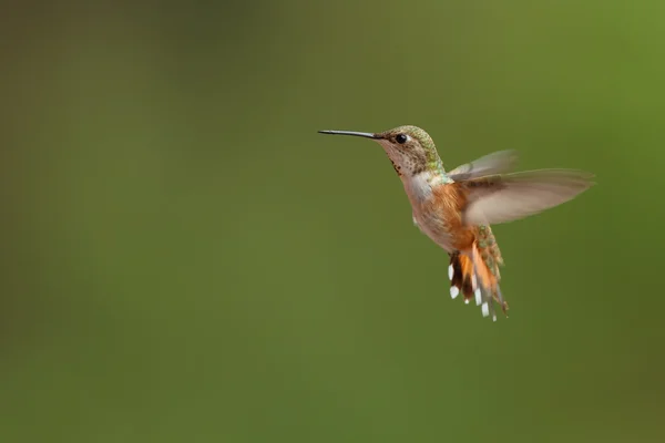 Rufous Hummingbird maschio in volo — Foto Stock