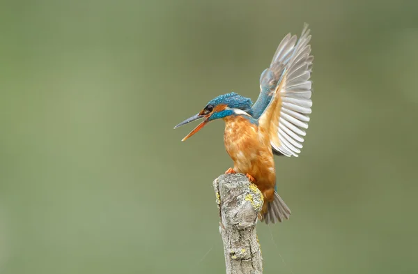 Красивая птица Kingfisher — стоковое фото