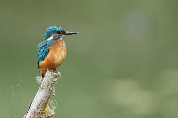 Güzel Kingfisher kuş — Stok fotoğraf