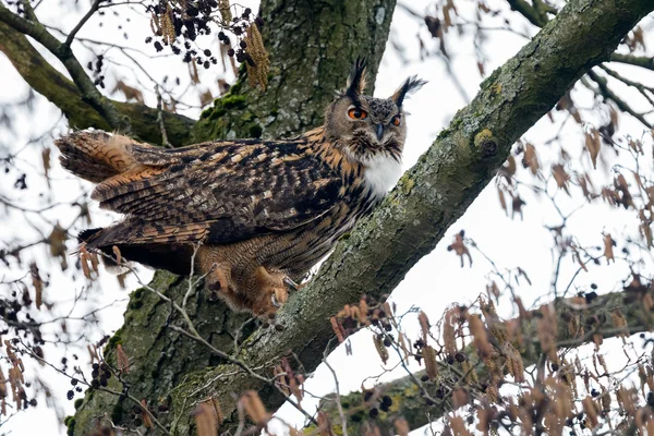 Eurazjatycka sowa (Bubo bubo) — Zdjęcie stockowe