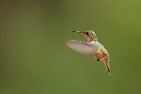 Kızıl sinekkuşu erkek uçuş — Stok fotoğraf