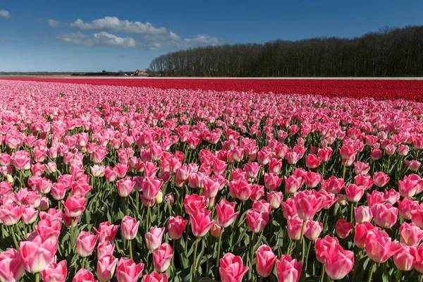 Campo com tulipas na Holanda — Fotografia de Stock