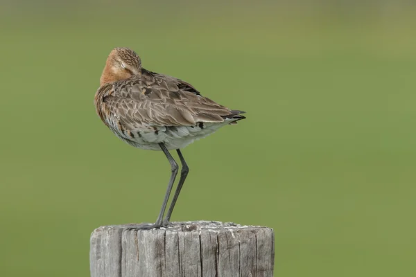 Černý sledoval godwit — Stock fotografie