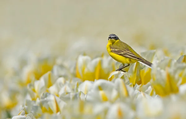 Yellow Wagtail on Dutch tulips Stock Image