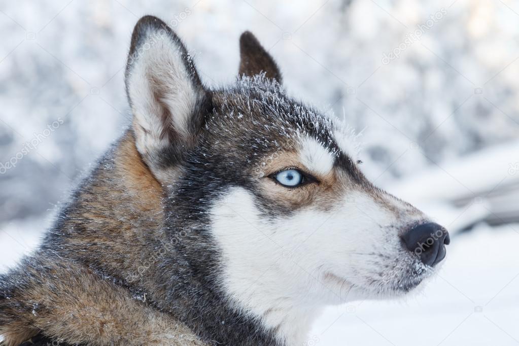 Husky portrait in Finland