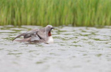 Kızıl gerdanlı dalgıç