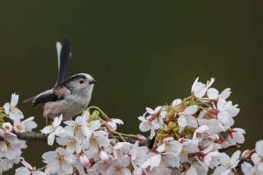 Uzun kuyruklu baştankara bir dal üzerinde tünemiş