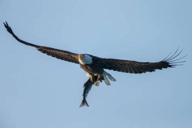 Kel kartal uçuş ile harika bir tutuş