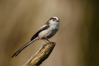 Uzun kuyruklu baştankara bir dal üzerinde tünemiş