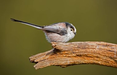 Uzun kuyruklu baştankara bir dal üzerinde tünemiş