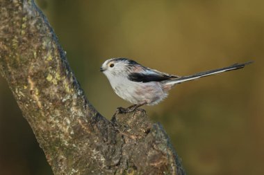 Uzun kuyruklu baştankara bir dal üzerinde tünemiş