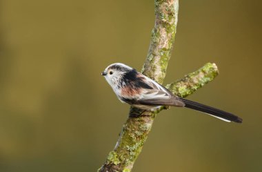 Uzun kuyruklu baştankara bir dal üzerinde tünemiş