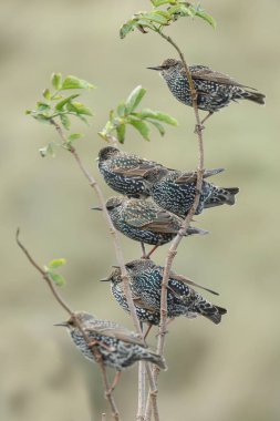 Sığırcık (Sturnus vulgaris))