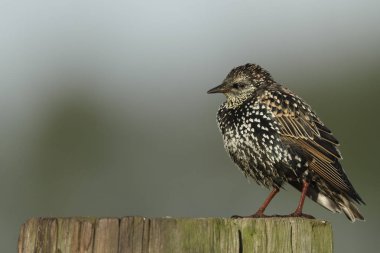  Sturnus vulgaris kuş