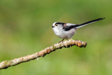 Uzun kuyruklu baştankara bir dal üzerinde tünemiş