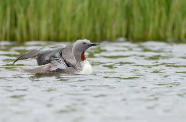 Kızıl gerdanlı dalgıç