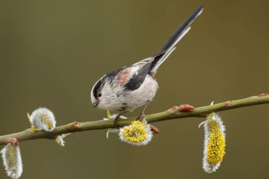 Uzun kuyruklu baştankara bir dal üzerinde tünemiş