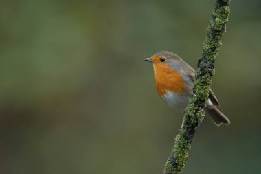 Robin kuş bir dal üzerinde 