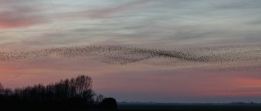 o Murmurations Starlings günbatımı üzerinde 