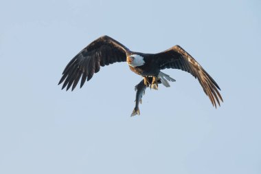 Kel kartal uçuş ile harika bir tutuş