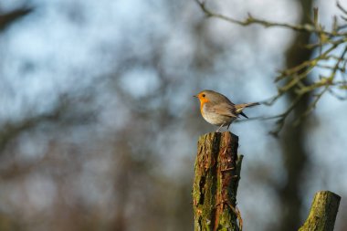 şirin Robin kuş niteliğine