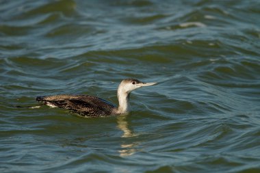 Kızıl gerdanlı dalgıç