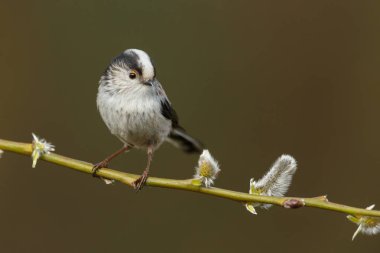 Uzun kuyruklu baştankara bir dal üzerinde tünemiş