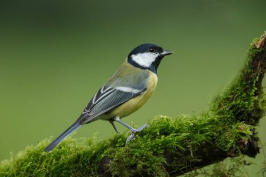 büyük baştankara kuş 