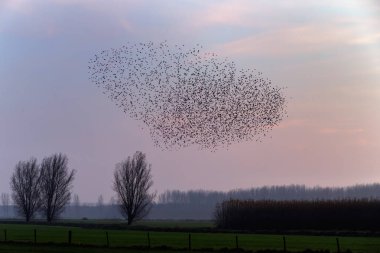 o Murmurations Starlings günbatımı üzerinde 