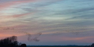 o Murmurations Starlings günbatımı üzerinde 