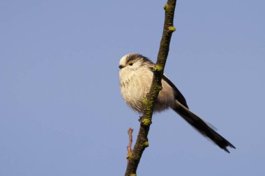 Uzun kuyruklu baştankara bir dal üzerinde tünemiş