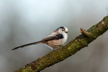 Uzun kuyruklu baştankara bir dal üzerinde tünemiş