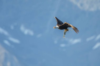 Kel kartal uçuyor