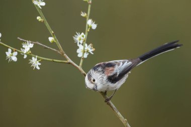 Uzun kuyruklu baştankara bir dal üzerinde tünemiş