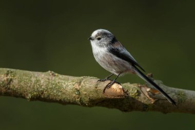 Uzun kuyruklu baştankara bir dal üzerinde tünemiş