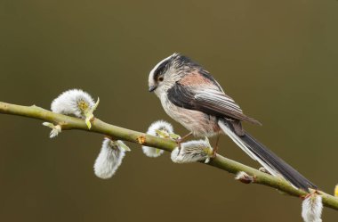 Uzun kuyruklu baştankara bir dal üzerinde tünemiş