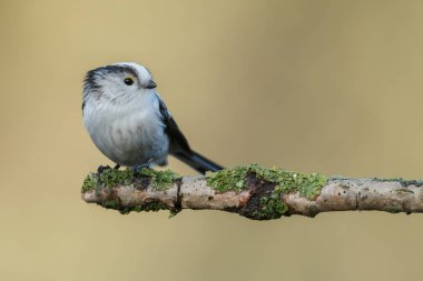 Uzun kuyruklu baştankara bir dal üzerinde tünemiş