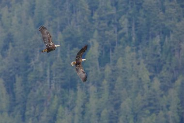 Two juvenile bald eagles  clipart